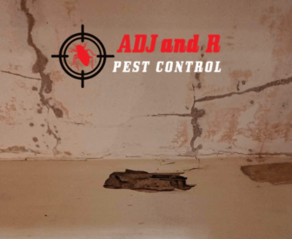 Anay in Davao: Pagsabot ug Pagpugong sa Termites 1 Anay in Davao - ADJ and R Pest Control Services in Davao City