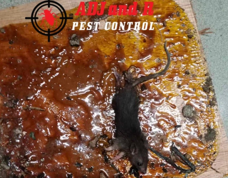 Rodent Infestations in Davao: How to Safeguard Your Home 1 Rodent Infestations in Davao: How to Safeguard Your Home