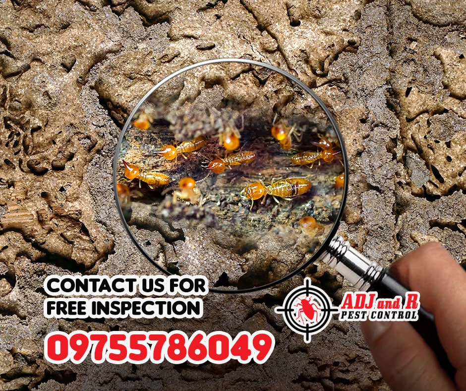 The Seasonal Pest Challenges of Davao City: Tips for Year-Round Control 1 Seasonal Pest Challenges of Davao City - ADJ and R Pest Control Services in Davao City