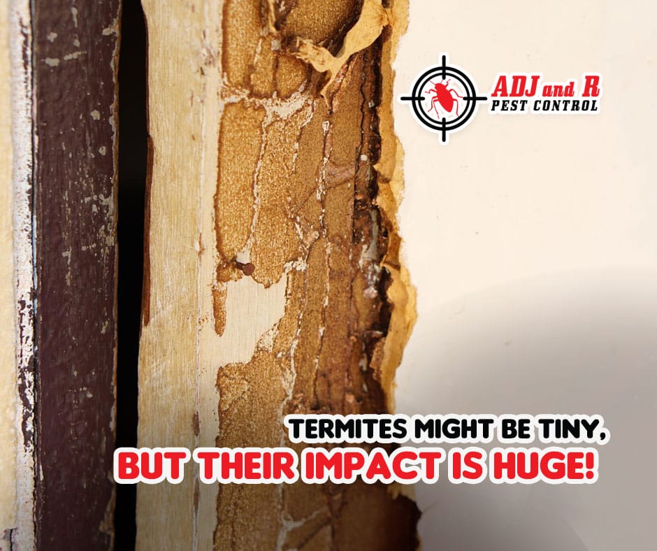 Don’t let these unwelcome guests take over 1 best pest control in Davao