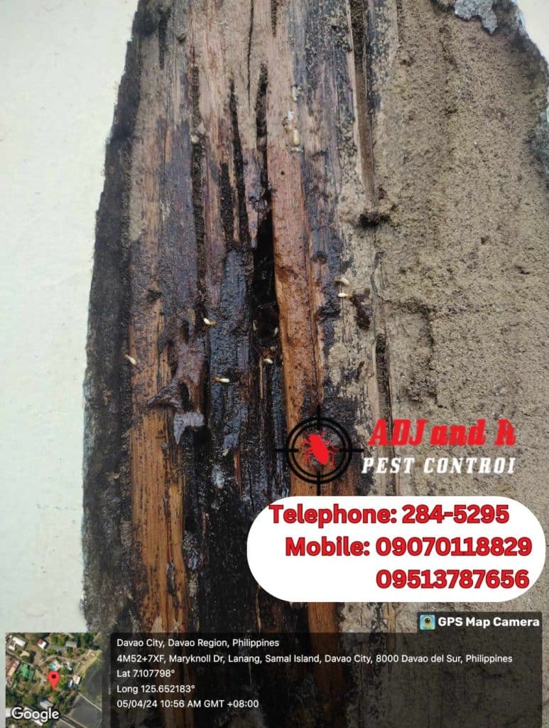 Pest Control in Davao: Insights from Local Experts 1 Discover the unique challenges and solutions for effective pest control in Davao. Get expert advice from ADJ and R Pest Control to keep your home and business pest-free.