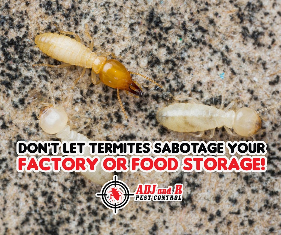 Don't let termites sabotage your factory or food storage! 1 best pest control in Davao