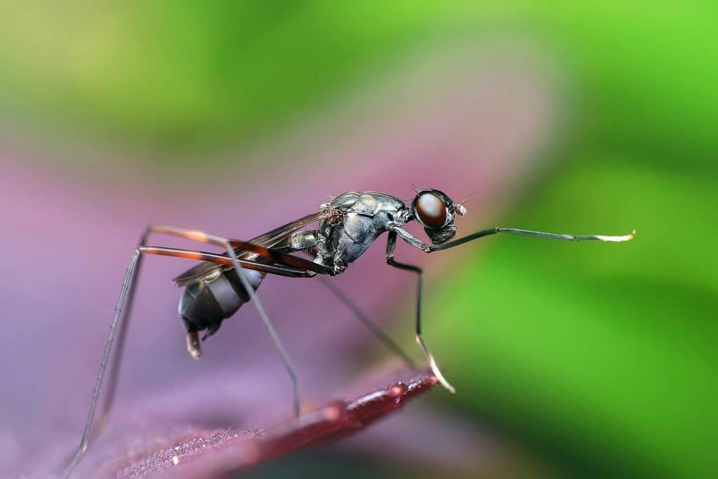 Discover effective mosquito control in Davao with ADJ & R Pest Control. Learn tips and best practices to keep your environment mosquito-free.