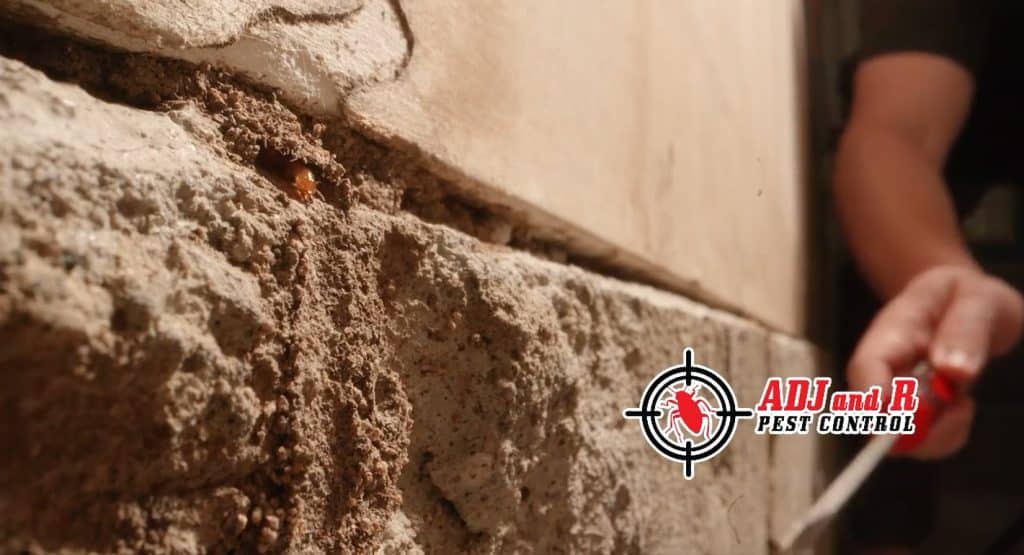 Don't let these sneaky pests take over your home 1 best pest control in Davao