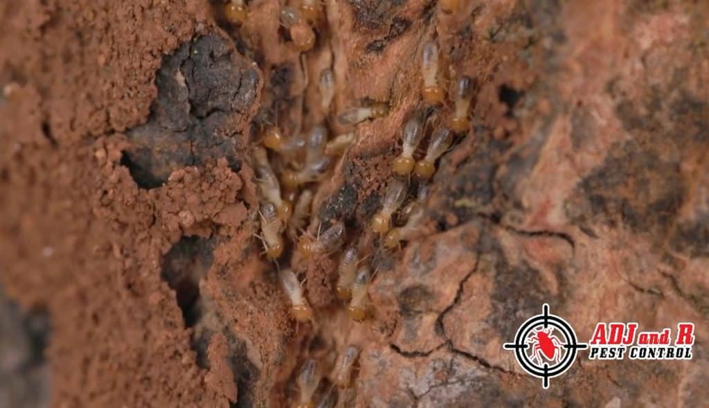 Rainy days in Davao City mean one thing: termites are on the move! 1 best pest control in Davao