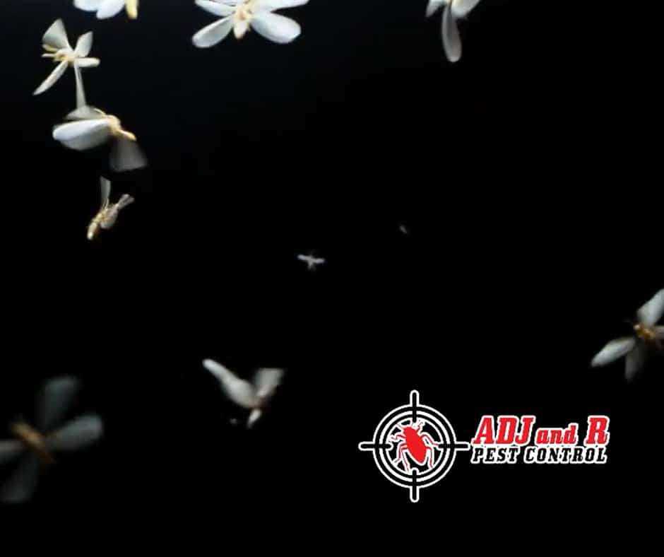 Don't ignore the signs of a termite infestation! 1 best pest control in Davao