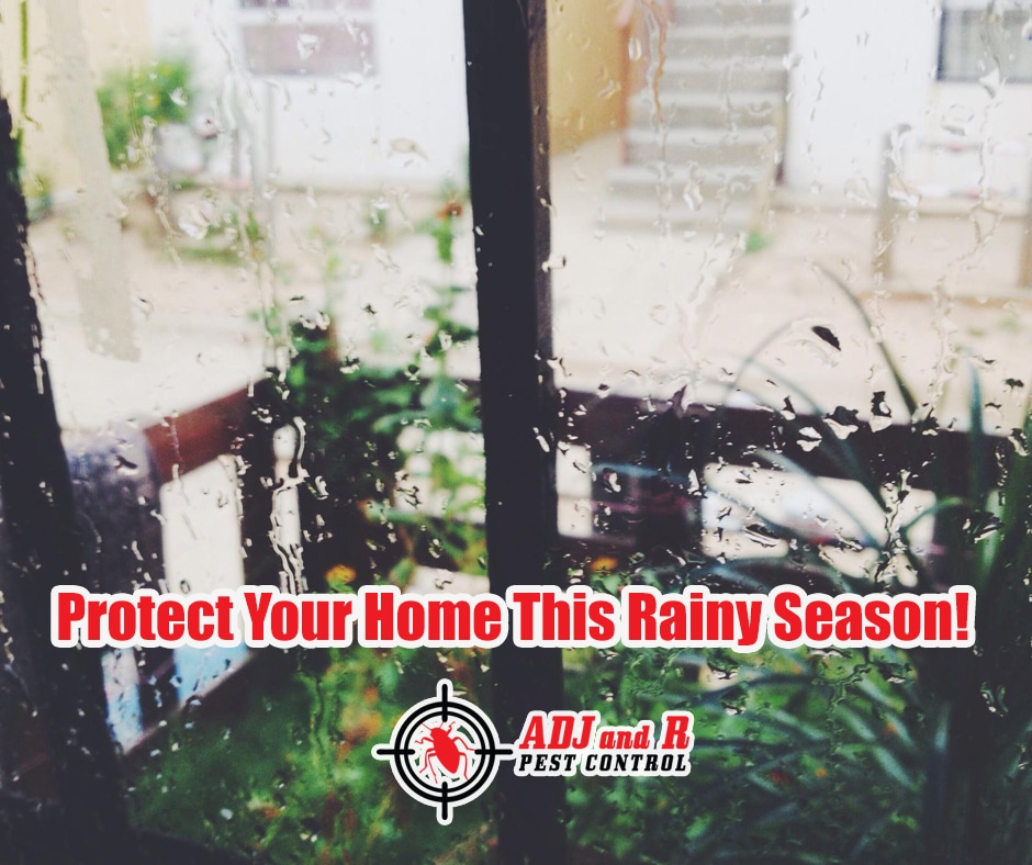 Don't let termites make a meal out of your home! 1 best pest control in Davao