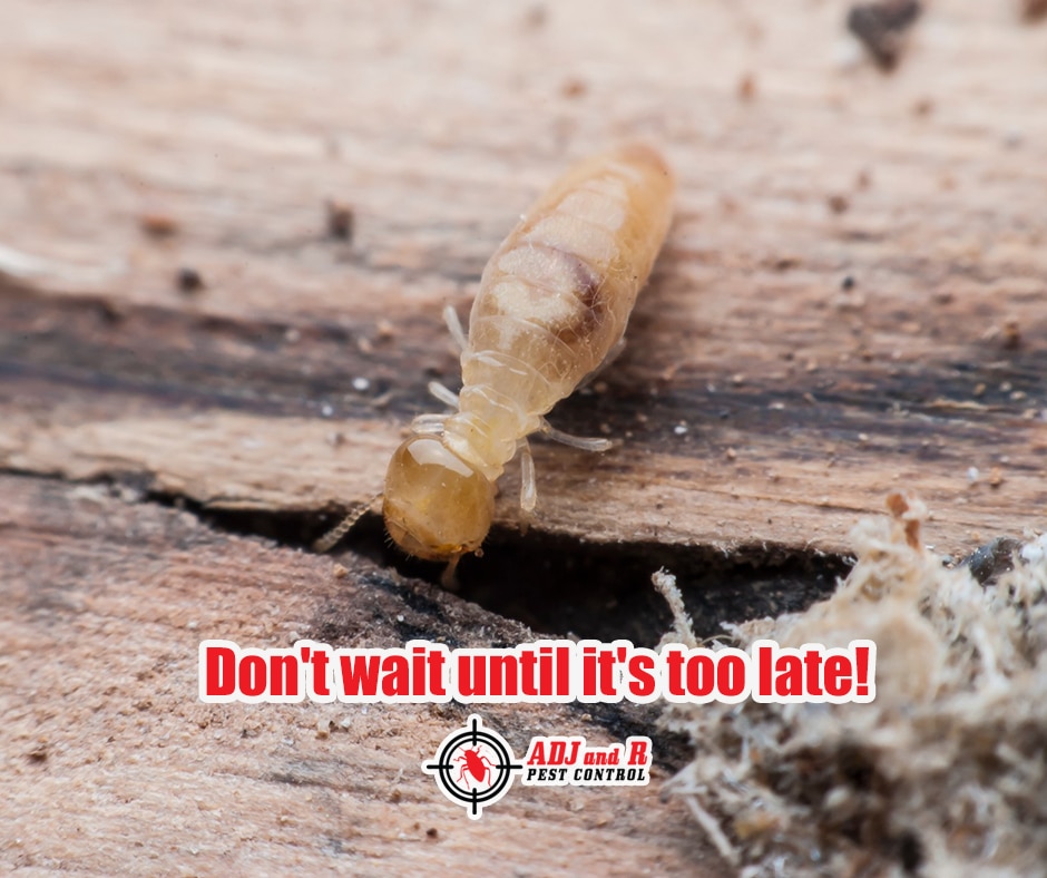 Protect Your Home from Termites! 1 p126 - ADJ and R Pest Control Services in Davao City