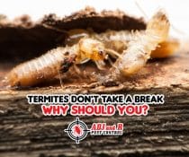 Termites Don’t Take a Break, Why Should You?