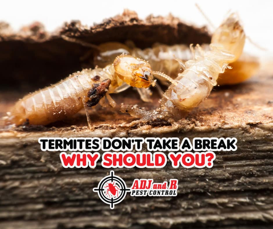 Termites Don't Take a Break, Why Should You? 1 best pest control in Davao