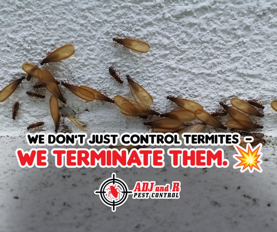 šØ Alert, Davao! Termites are throwing wild house parties⦠and guess whoās paying the bill? š± 1 Davao Termites - ADJ and R Pest Control Services in Davao City