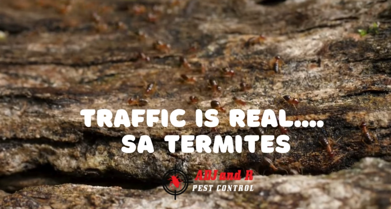 TRAFFIC SA MGA TERMITES 1 Davao Pest Control - ADJ and R Pest Control Services in Davao City
