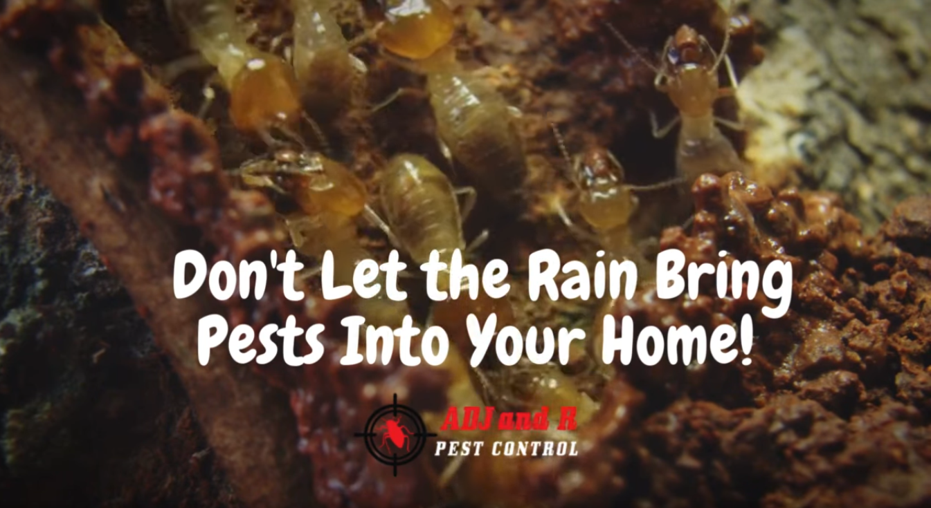 🌧️☔ Don't Let the Rain Bring Pests Into Your Home! ❄️🐜 1 Pest ADJ and R - ADJ and R Pest Control Services in Davao City