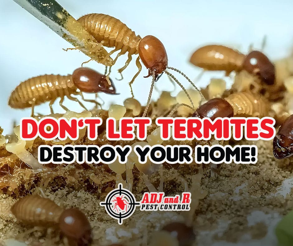 🚨 Don’t Let Termites Destroy Your Home! 🚨 1 termite - ADJ and R Pest Control Services in Davao City