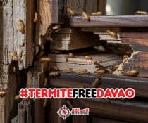 🚨 Termites Taking Over Your Home? We’ve Got You! 🚨