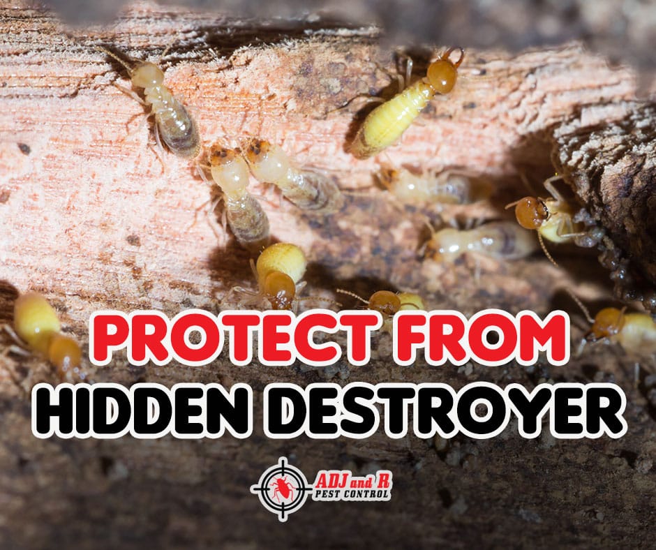 Termite davao - ADJ and R Pest Control Services in Davao City