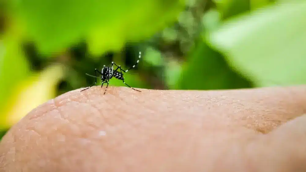 Discover the optimal timing for fogging in Davao with expert insights from ADJ and R Pest Control. Learn when and why to schedule pest control services for maximum effectiveness.