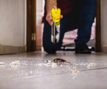 The Importance of Cockroach Control in Davao During Rainy Months