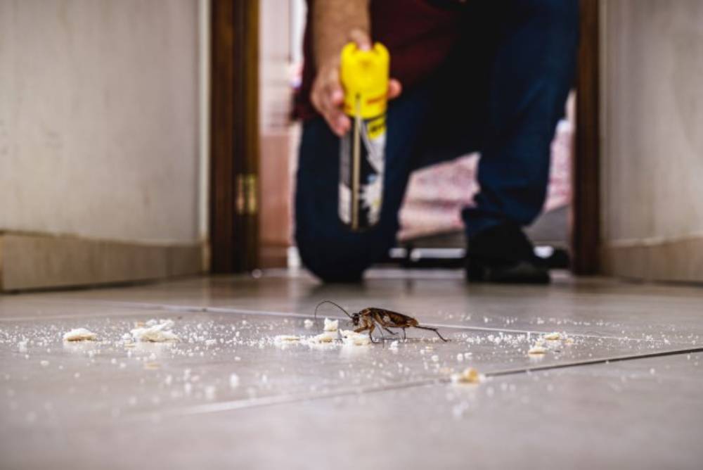 The Importance of Cockroach Control in Davao During Rainy Months 1 Discover why cockroach control in Davao is essential during the rainy season. Learn how ADJ and R Pest Control offers effective solutions to protect your home from pests.