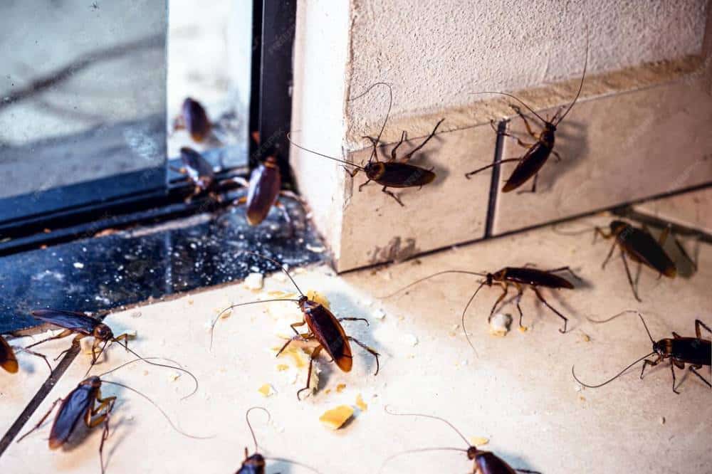 The Importance of Cockroach Control in Davao During Rainy Months | ADJ ...