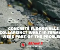 Concrete Floodwalls Collapsing? What If Termites Were Part Of The Problem?