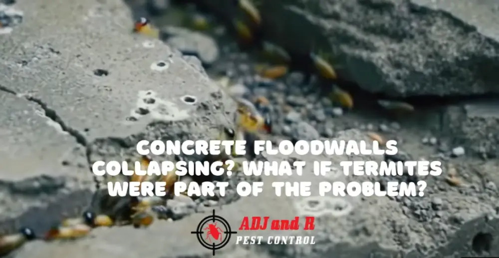 Concrete Floodwalls Collapsing? What If Termites Were Part Of The Problem? 1 Floodwalls termites - ADJ and R Pest Control Services in Davao City