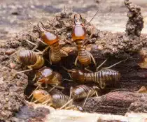 How Termite Attack Impacts Flood Control Projects and Why Termite Control in Davao Matters