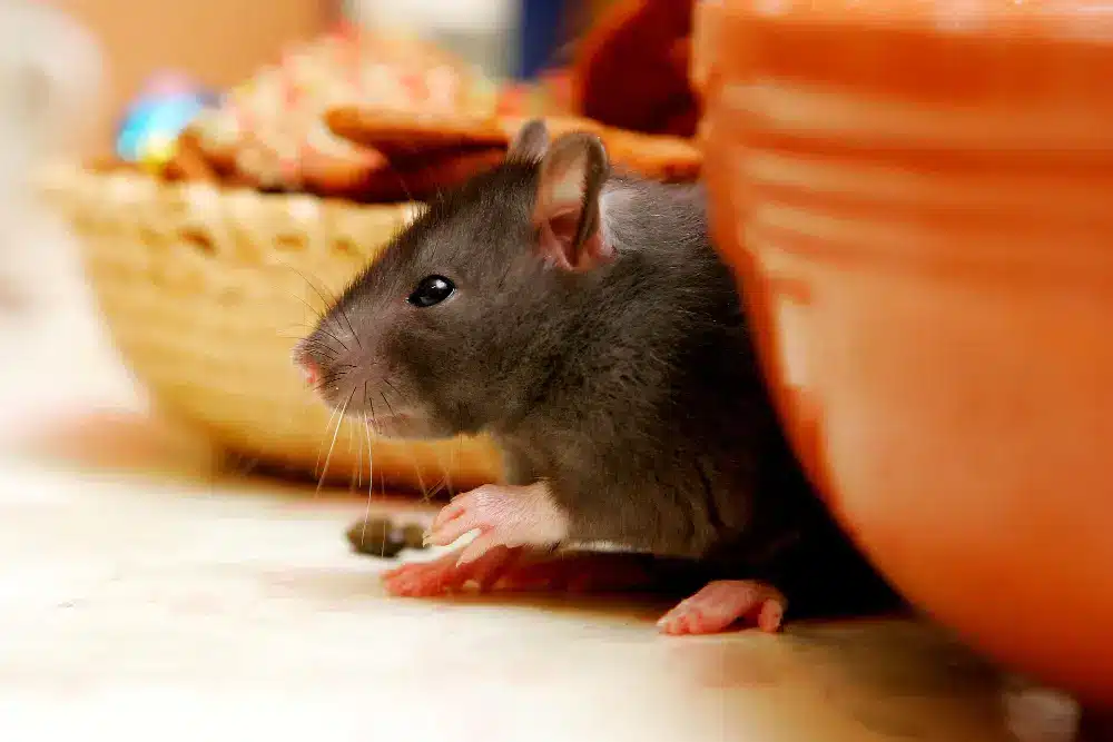 Davao Rat Control