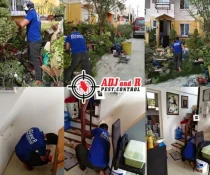 Pest Control in Davao for 2026 Readiness: Year-End Treatments That Last