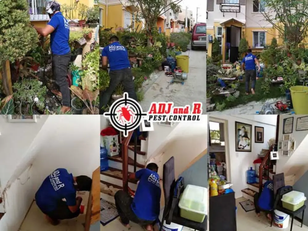 Pest Control in Davao for 2026 Readiness: Year-End Treatments That Last 1 Pest Control in Davao