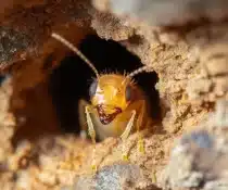 Flying Termites After Rain? Signs You Need Anay Control in Davao Immediately