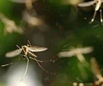 Climate Change, Dengue, and Urban Growth: Why Mosquito Control in Davao Is More Important Than Ever