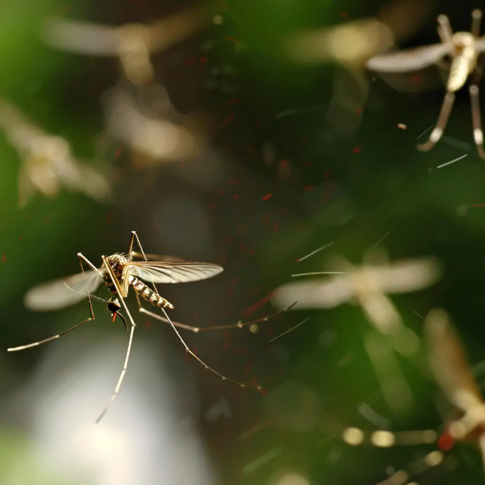 Mosquito Control in Davao